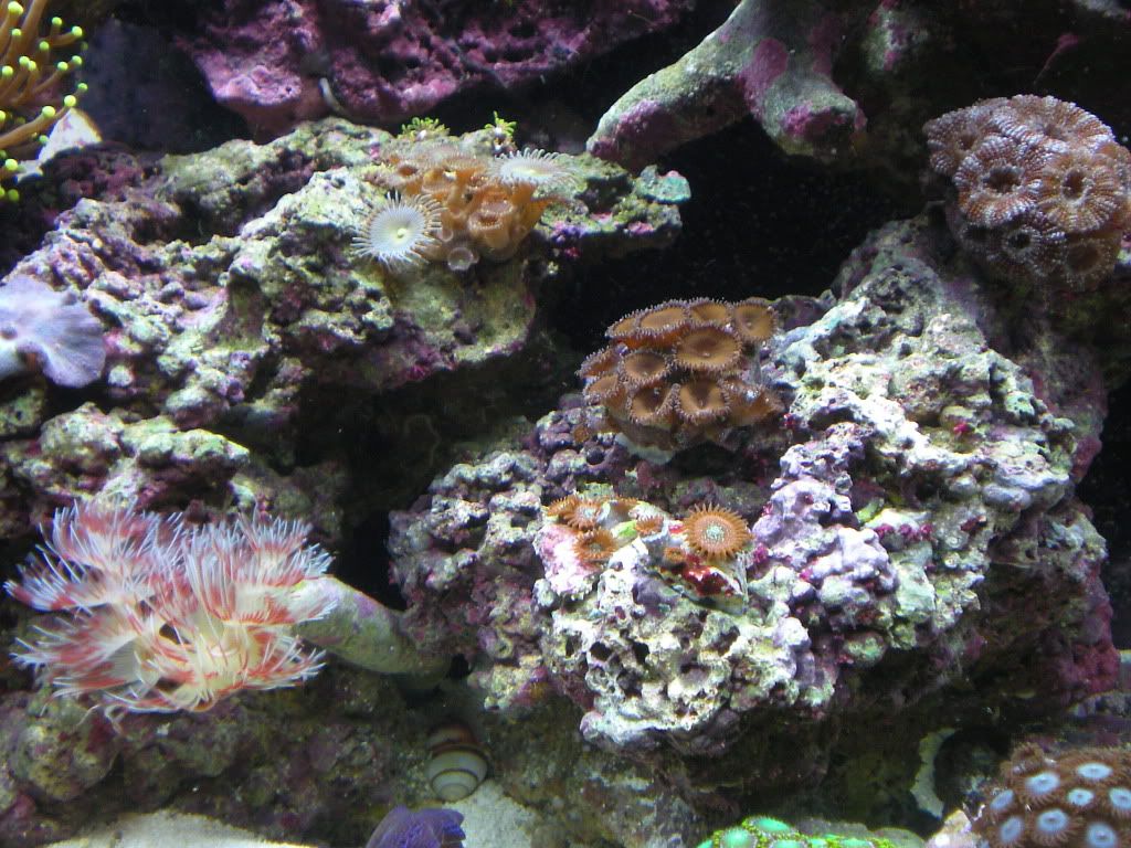 Magician Zoas..... care/placement questions Reef Central Online Community
