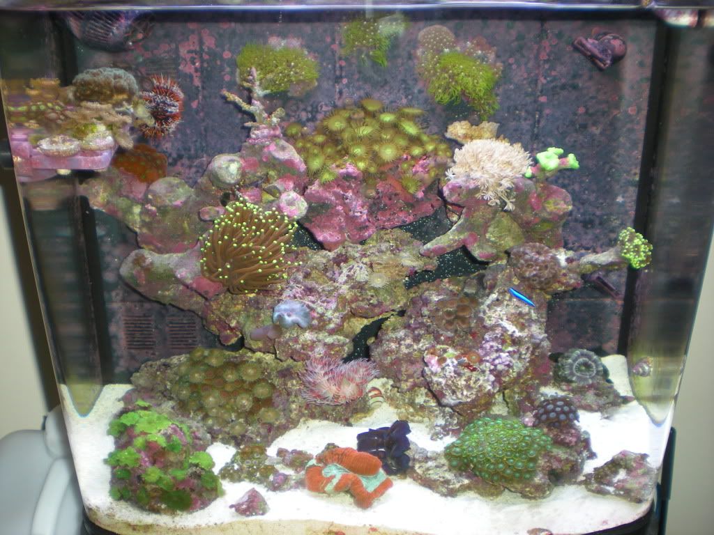 Magician Zoas..... care/placement questions Reef Central Online Community