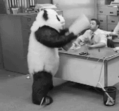 photo angry panda.gif