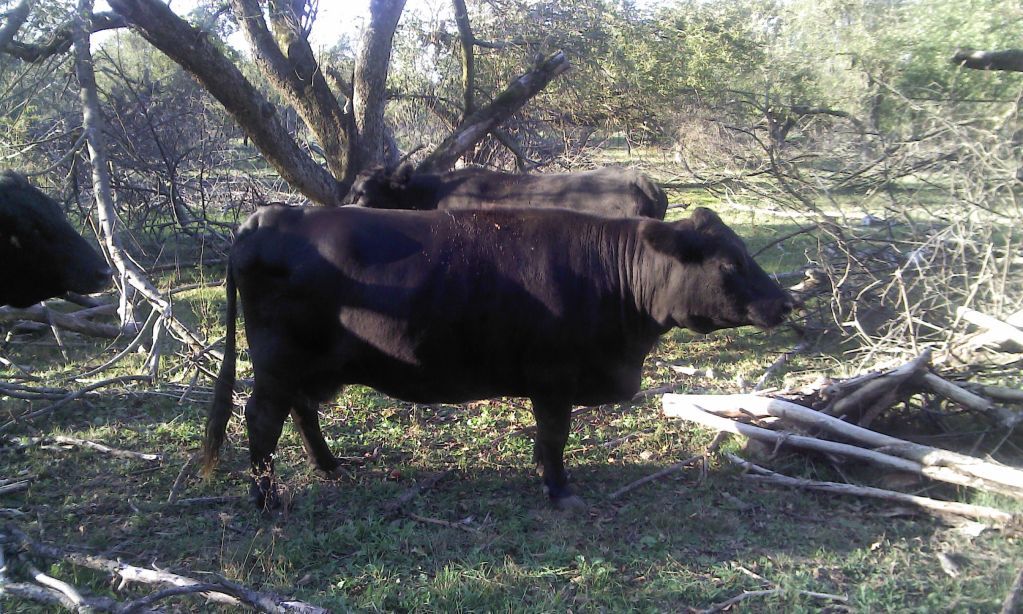New Dexter Bull - Cattle