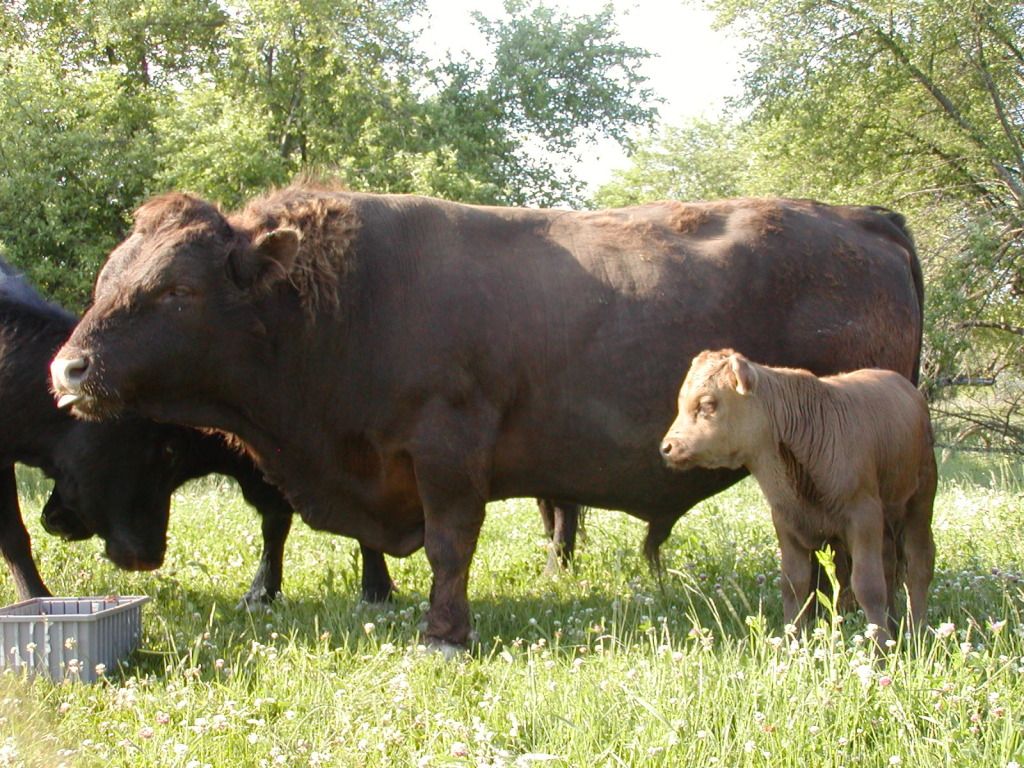 New Dexter Bull - Cattle