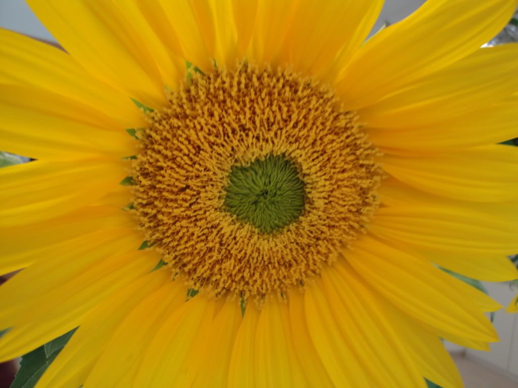 sunflower Pictures, Images and Photos