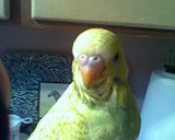 th_birdie.jpg?t=1329839377