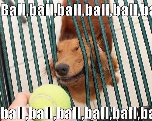 dog ball Pictures, Images and Photos