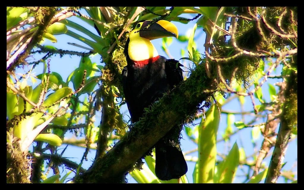 IMAGE: http://i739.photobucket.com/albums/xx34/photobug5880/Costa%20Rica/Pics47.jpg
