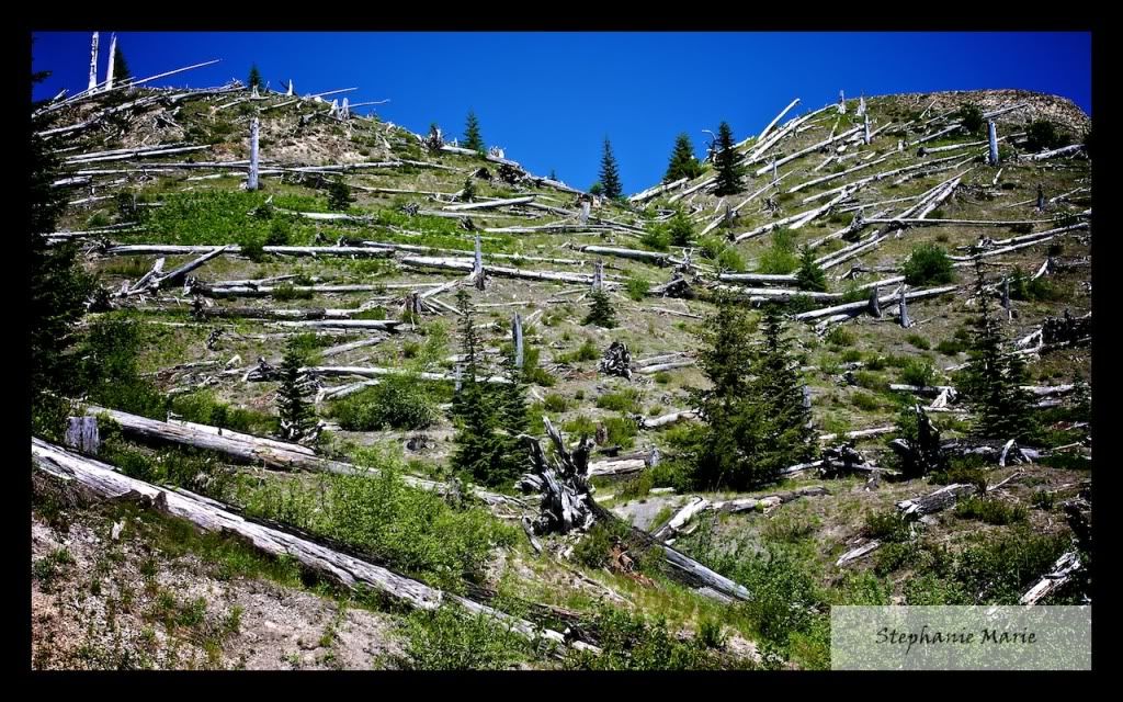 IMAGE: http://i739.photobucket.com/albums/xx34/photobug5880/Mt%20St%20Helens/IMG_4909-Version2.jpg