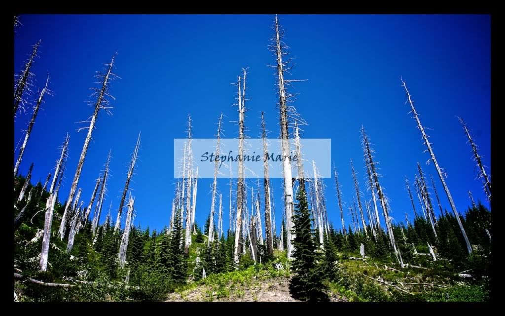IMAGE: http://i739.photobucket.com/albums/xx34/photobug5880/Mt%20St%20Helens/IMG_4927-Version2.jpg