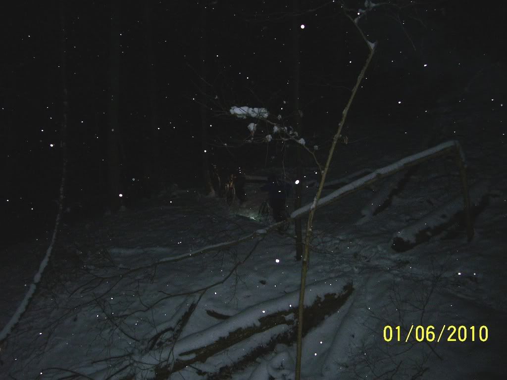 Snow Forest Night