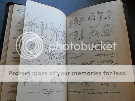 Field Book of Nature Study Vertebrate Invertebrate 1928  